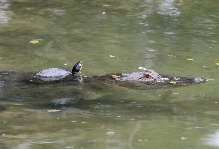 Turtle and Crocodile BFF (10 pics)