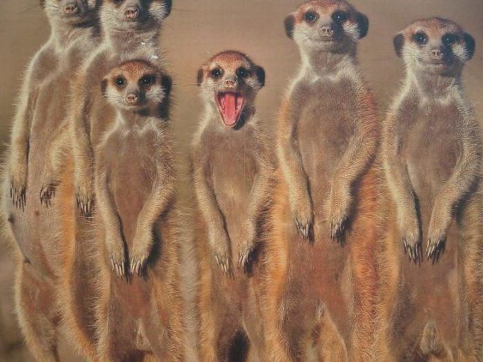 Acid Picdump (132 pics)