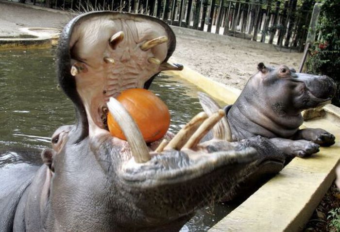 Acid Picdump (132 pics)
