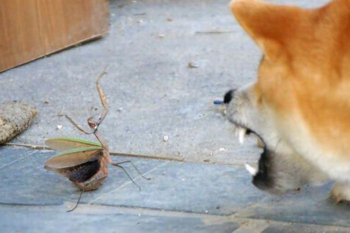 Acid Picdump (132 pics)