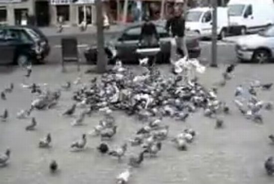 Spain Declares War on Pigeons