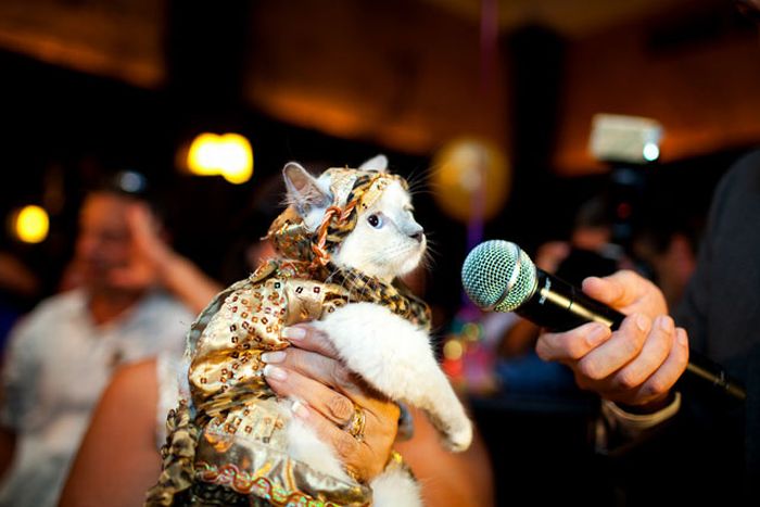Cat Fashion Show (35 pics)