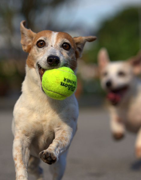 Dogs with Tennis Balls (36 pics)