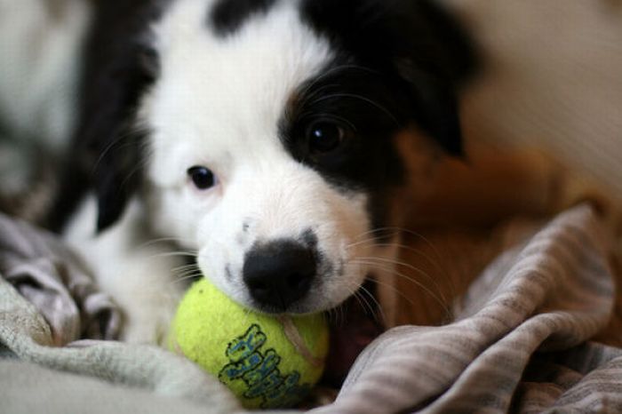 Dogs With Tennis Balls (36 Pics)