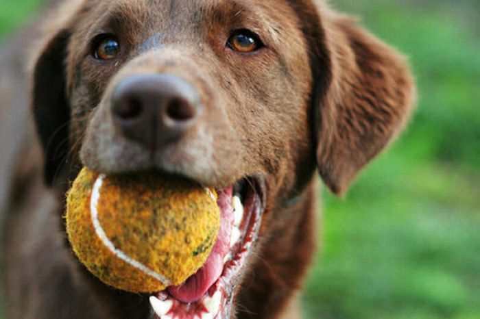 Dogs with Tennis Balls (36 pics)