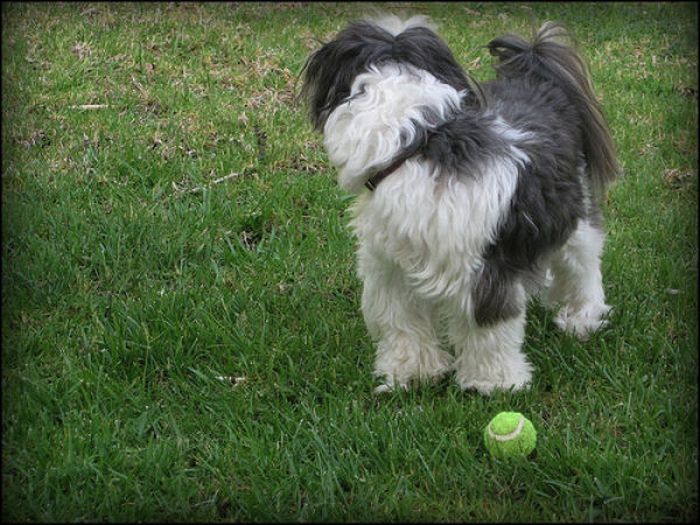 Dogs with Tennis Balls (36 pics)