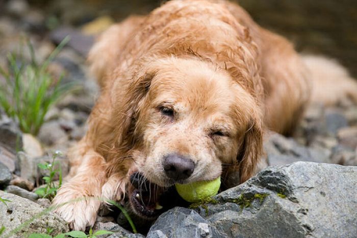 Dogs with Tennis Balls (36 pics)