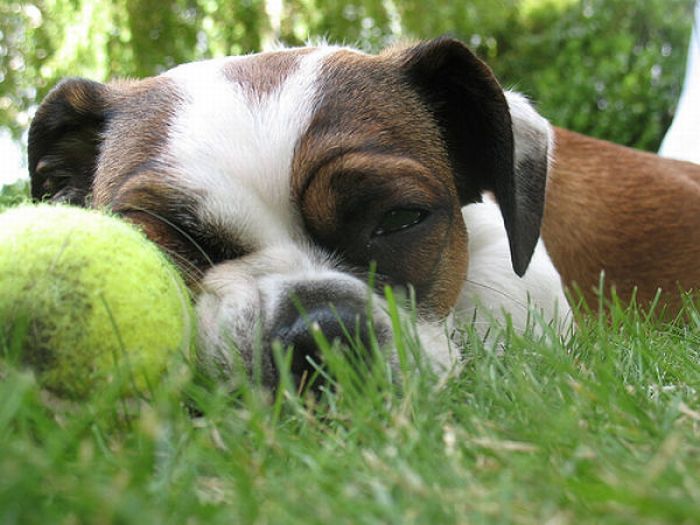 Dogs with Tennis Balls (36 pics)