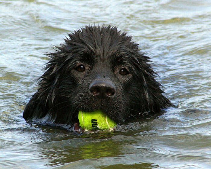 Dogs with Tennis Balls (36 pics)