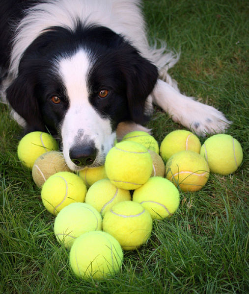Dogs with Tennis Balls (36 pics)