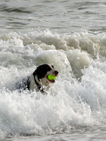 Dogs with Tennis Balls (36 pics)