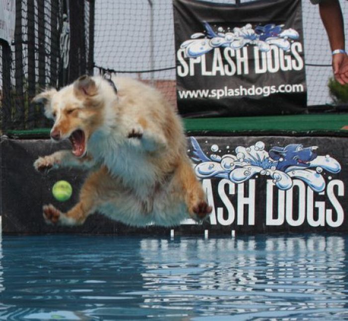 Dogs with Tennis Balls (36 pics)