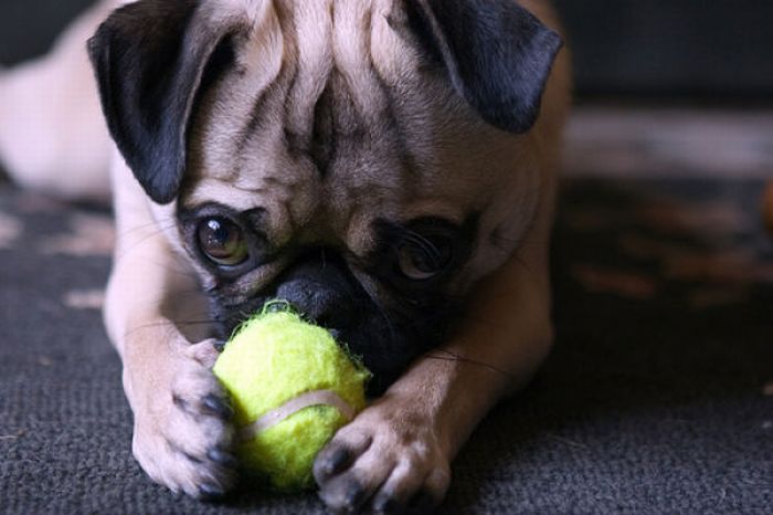 Dogs with Tennis Balls (36 pics)