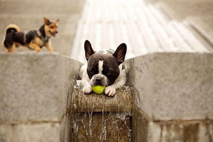 Dogs with Tennis Balls (36 pics)