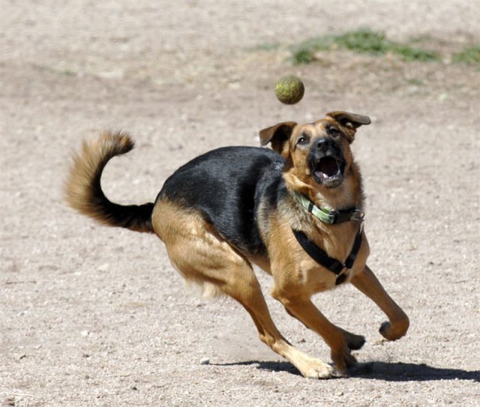 Dogs with Tennis Balls (36 pics)