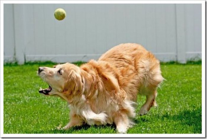 Dogs with Tennis Balls (36 pics)