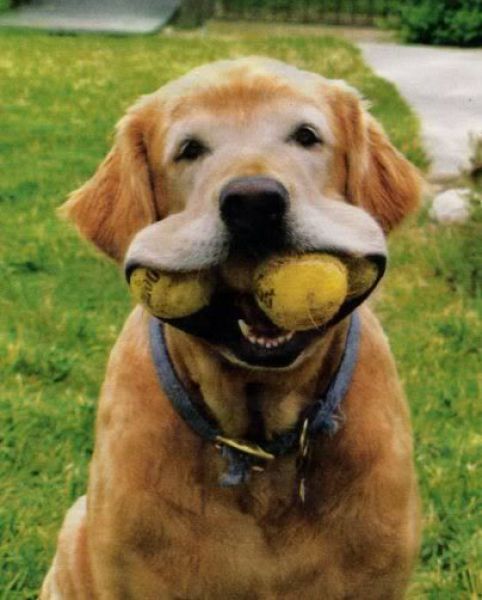 Dogs with Tennis Balls (36 pics)