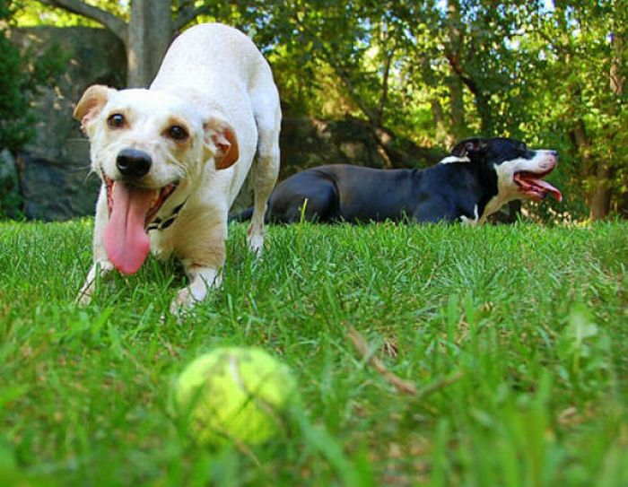 Dogs with Tennis Balls (36 pics)