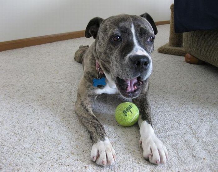 Dogs with Tennis Balls (36 pics)