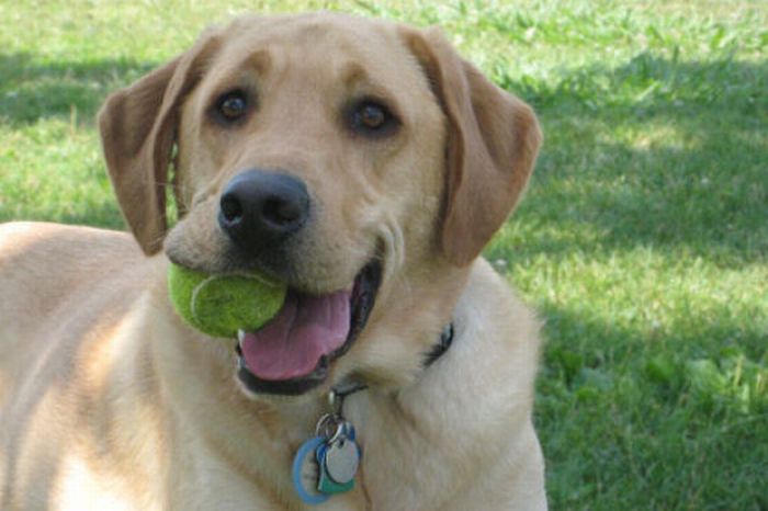 Dogs with Tennis Balls (36 pics)
