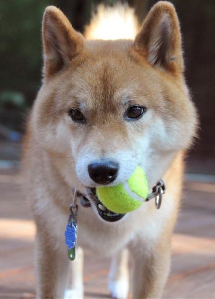 Dogs with Tennis Balls (36 pics)