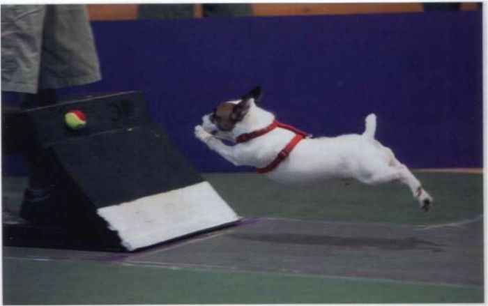 Dogs with Tennis Balls (36 pics)
