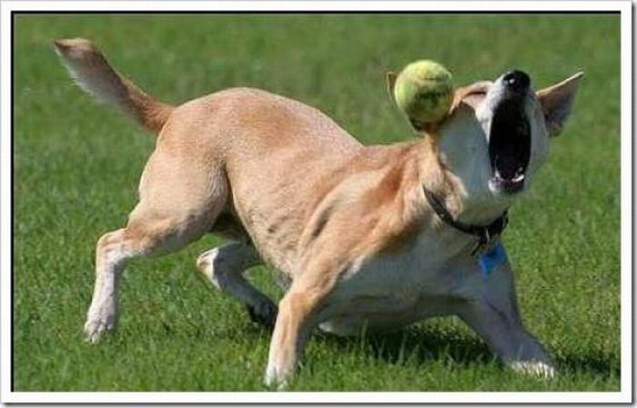 Dogs with Tennis Balls (36 pics)