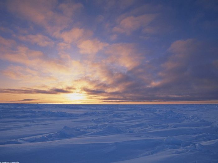 This is Arctic (25 pics)
