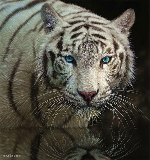 Beautiful Wildlife Paintings by Collin Bogle (20 pics)