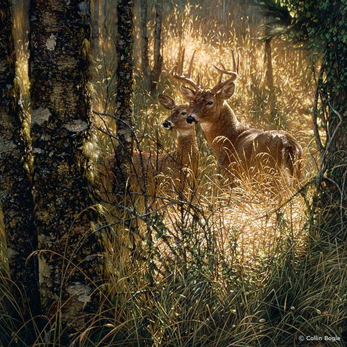 Beautiful Wildlife Paintings by Collin Bogle (20 pics)