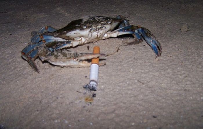 Crabs Smoking Cigarettes (19 pics)