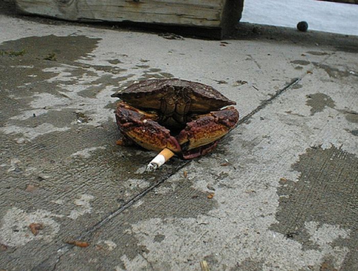 Crabs Smoking Cigarettes (19 pics)