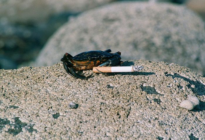 Crabs Smoking Cigarettes (19 pics)