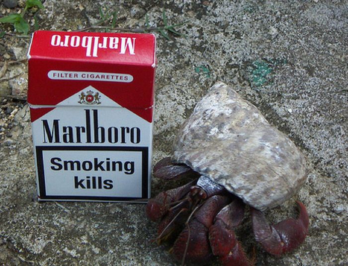 Crabs Smoking Cigarettes (19 pics)