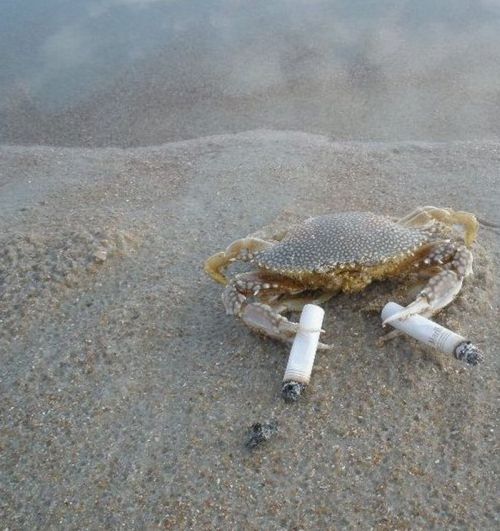 Crabs Smoking Cigarettes (19 pics)