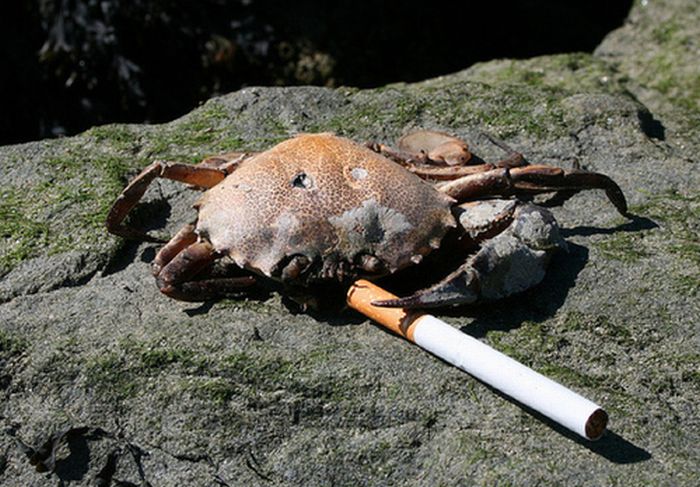 Crabs Smoking Cigarettes (19 pics)