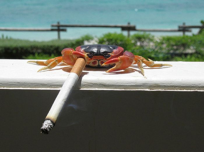 Crabs Smoking Cigarettes (19 pics)