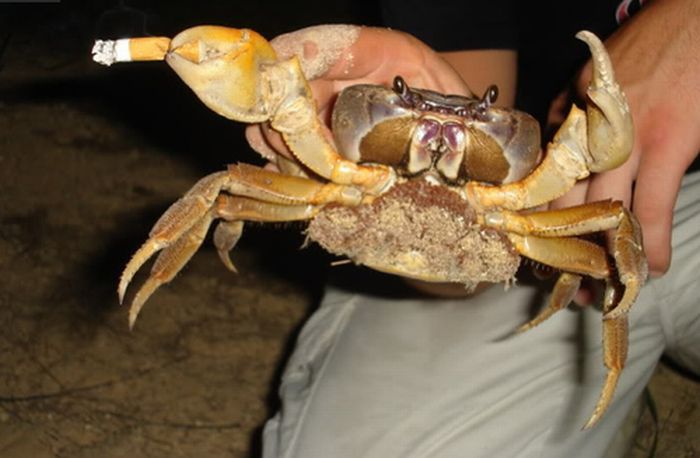 Crabs Smoking Cigarettes (19 pics)