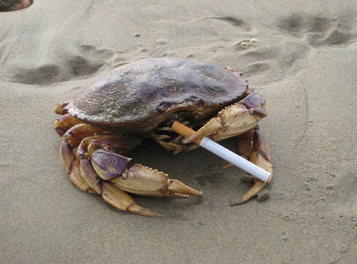 Crabs Smoking Cigarettes (19 pics)