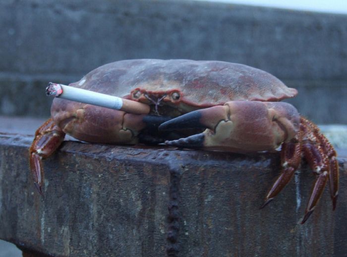 Crabs Smoking Cigarettes (19 pics)