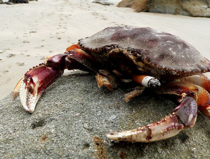 Crabs Smoking Cigarettes (19 pics)