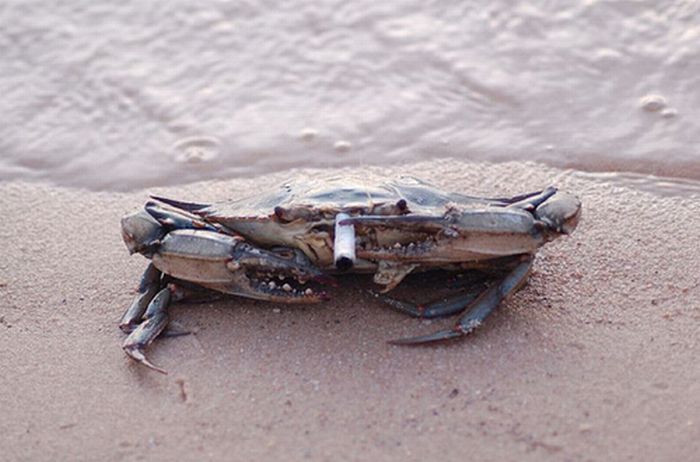 Crabs Smoking Cigarettes (19 pics)