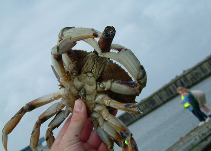 Crabs Smoking Cigarettes (19 pics)