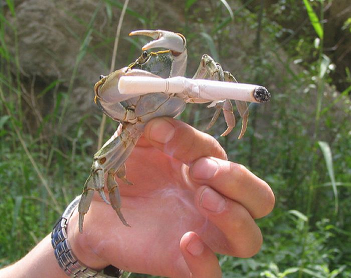 Crabs Smoking Cigarettes (19 pics)