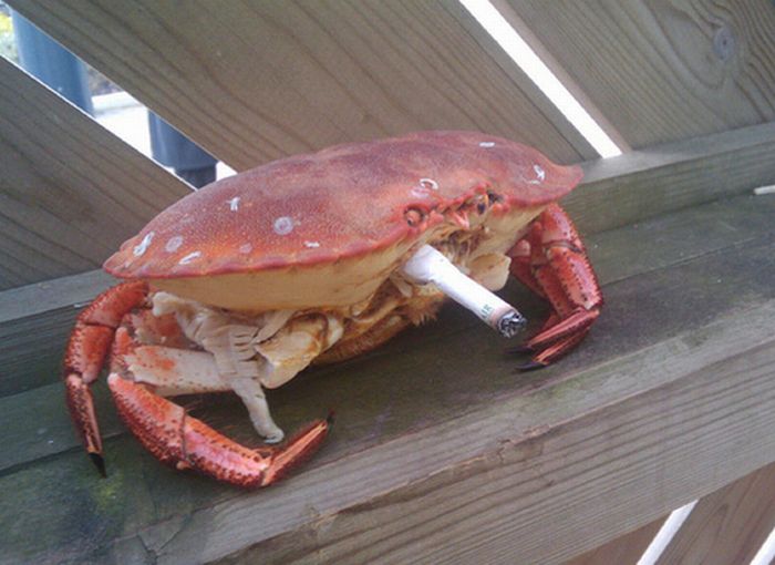 Crabs Smoking Cigarettes 19 Pics