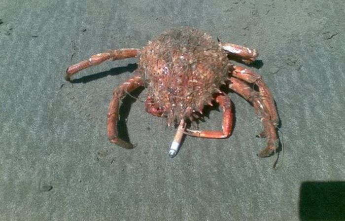 Crabs Smoking Cigarettes (19 pics)