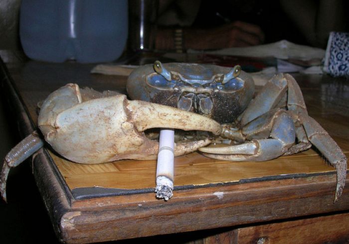 Crabs Smoking Cigarettes (19 pics)