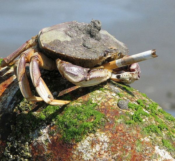 Crabs Smoking Cigarettes (19 pics)