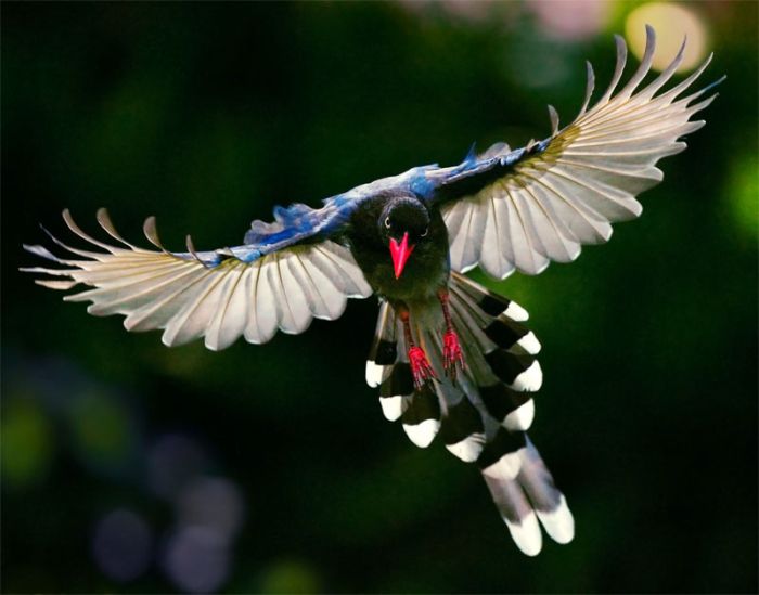 Beautiful Examples of Bird Photography (41 pics)