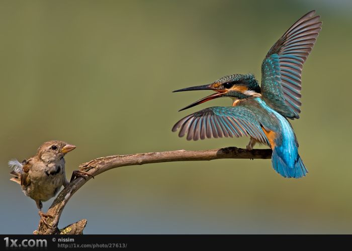 Beautiful Examples of Bird Photography (41 pics)